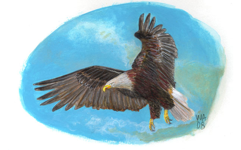 aigle