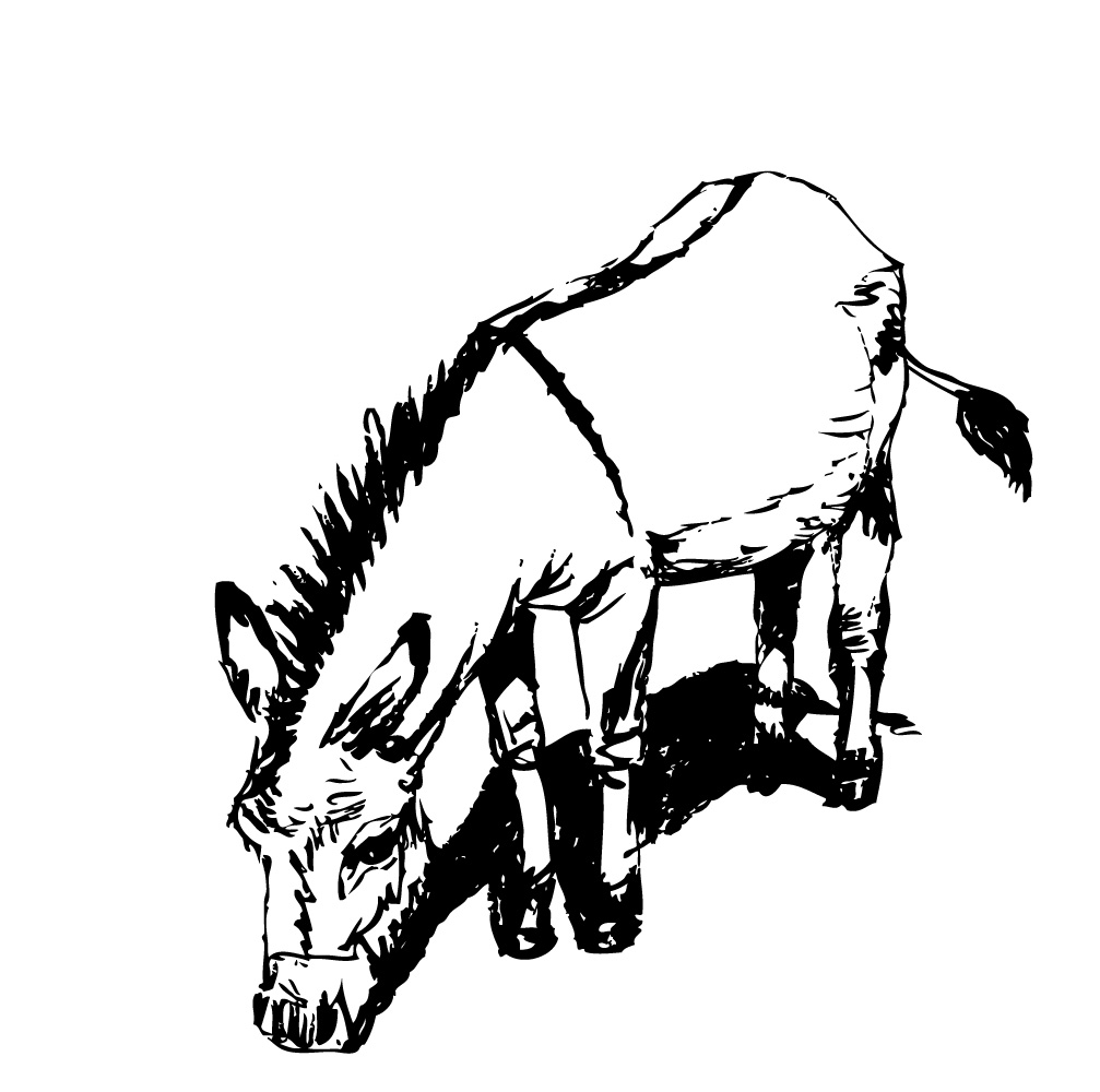 ane