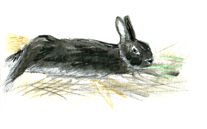 lapin