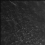 Loup 2
