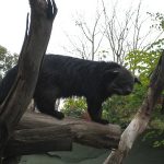 Binturong et autres curiosités