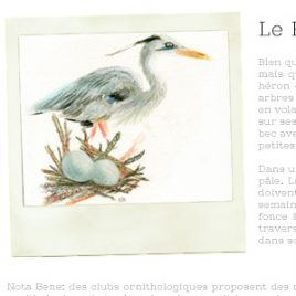 Fiche Héron