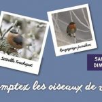 Comptez les oiseaux pendant 1h ce week-end!