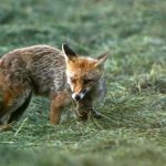 Non, le renard n’est pas nuisible