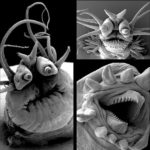 La vie au microscope électronique