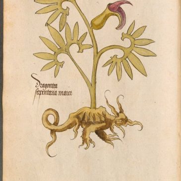 Monstroplantes