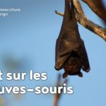 Tout sur la Chauve-souris