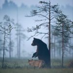 Lassi Rautiainen – amitié ours/loup