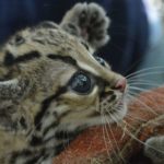 le Margay