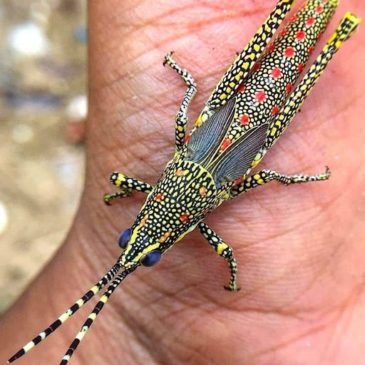 Poekilocerus pictus