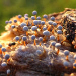 Myxomycete