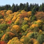 forêts françaises