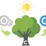 Arbres pièges à CO2