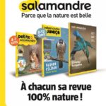 Salamandre toujours