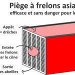 Frelons asiatiques