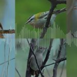 Chants des oiseaux